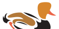 lake pochard duck icon