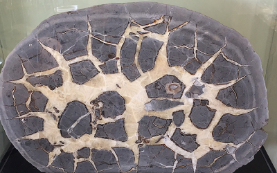 Rock of (Jurassic) Ages reveals its inner secrets in the Cotswold Water Park